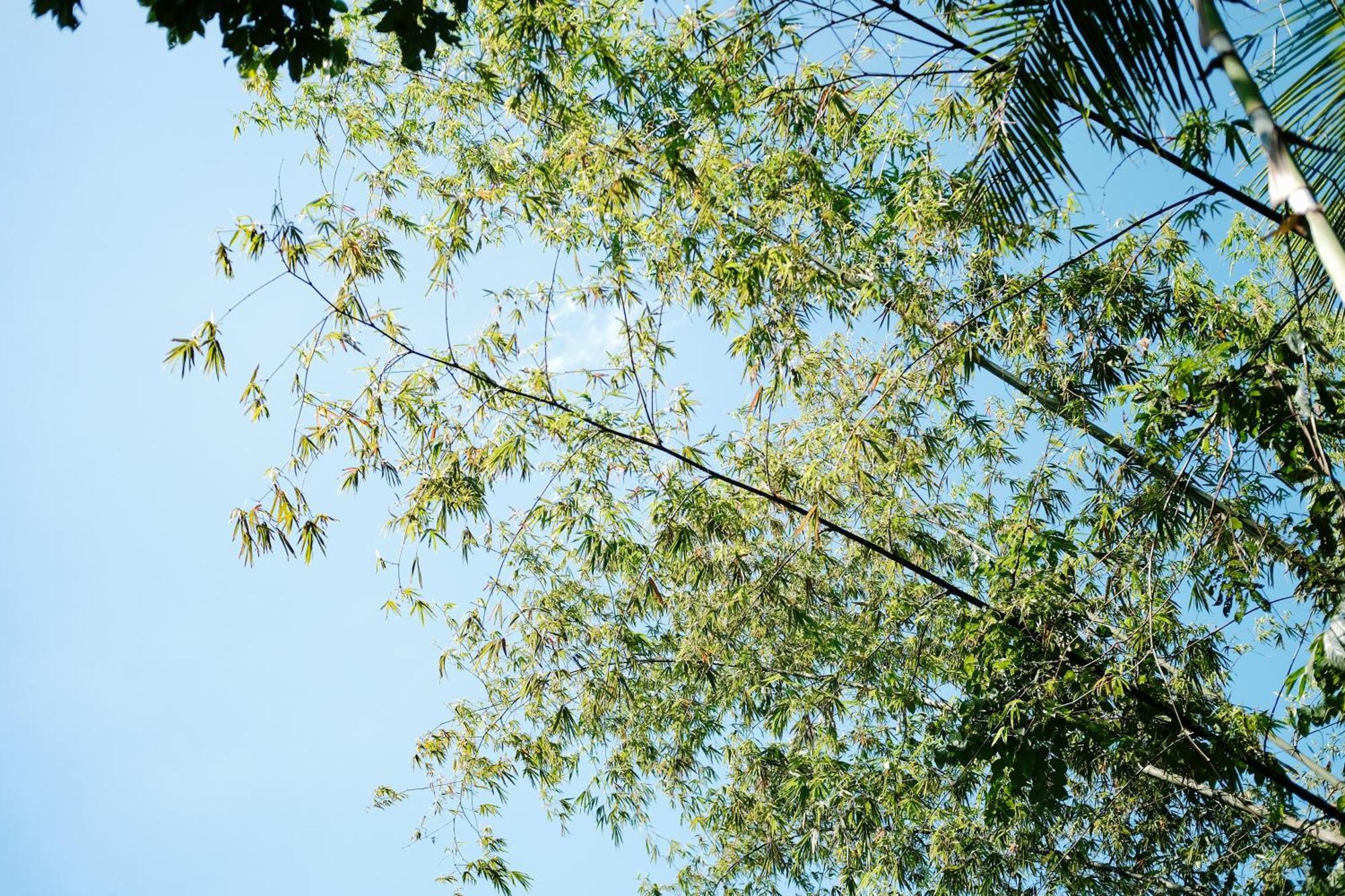 Treehouse De Valentine Villa Balamban Exterior photo